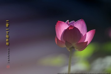 _FJ55721