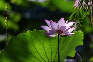 _FJ55725