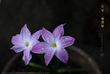 _FJ56004