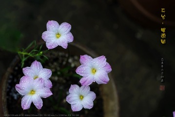 _FJ56005