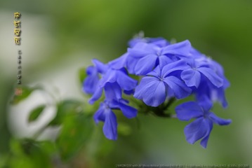 _FJ56985