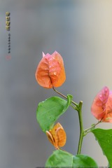 _FJ56998