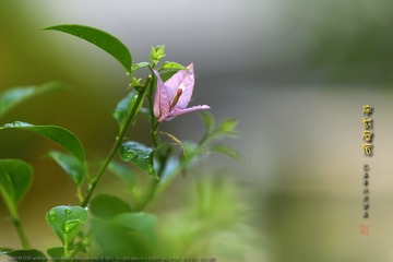 _FJ57005