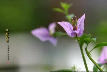 _FJ57010