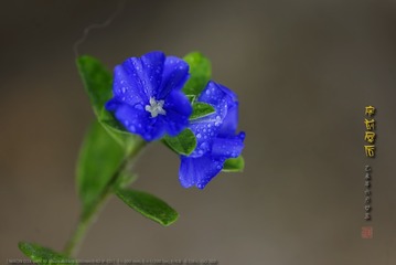 _FJ57029