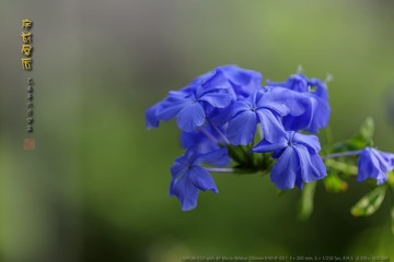 _FJ57035