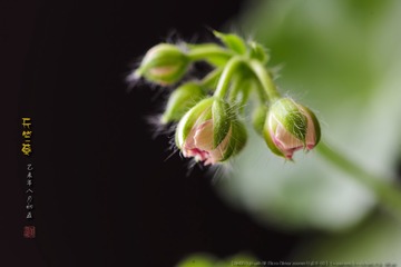 _FJ57782