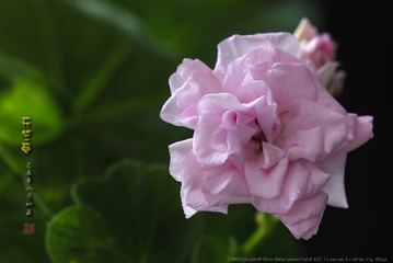 _FJ57783