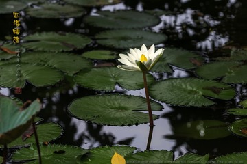 _FJ57830