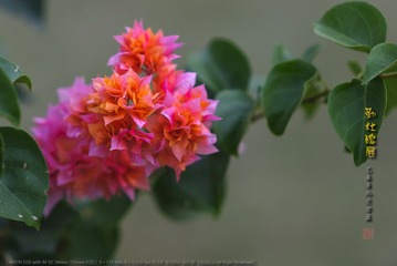 _FJ59076