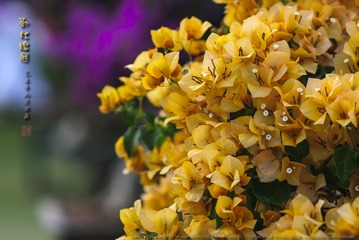 _FJ59081