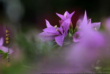 _FJ59107