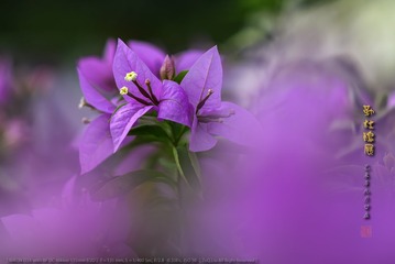 _FJ59109