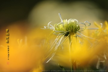_FJ59462
