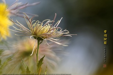 _FJ59464