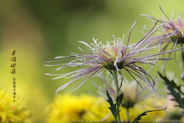 _FJ59483