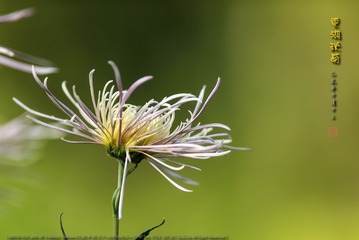 _FJ59485
