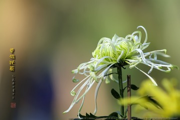 _FJ59512