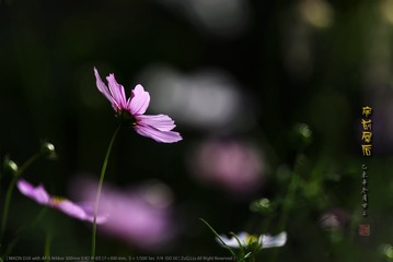_FJ50401