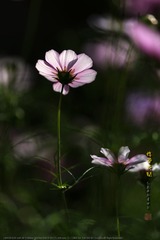 _FJ50432