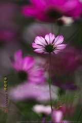 _FJ50434