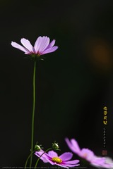 _FJ50445