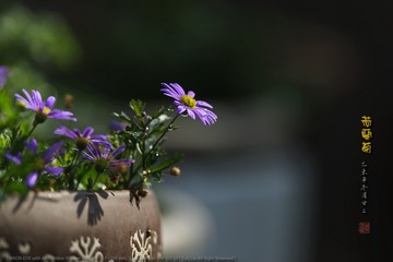 _FJ50454