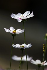 _FJ50475