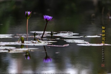 _F0J1008
