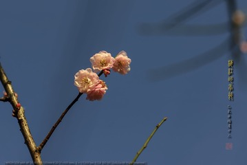 _F0J2058