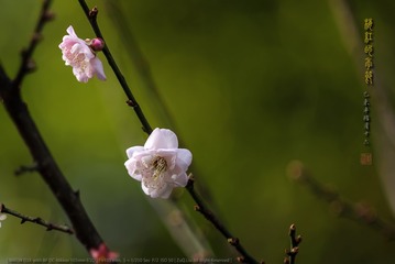 _F0J2197
