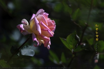 _F0J2971