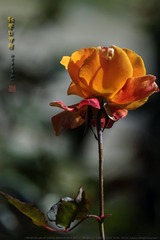 _F0J2983