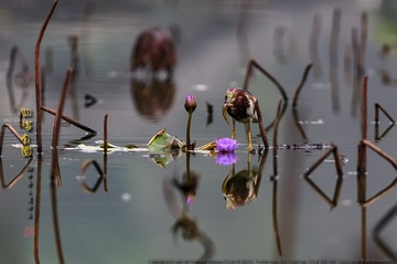 _F0J7001