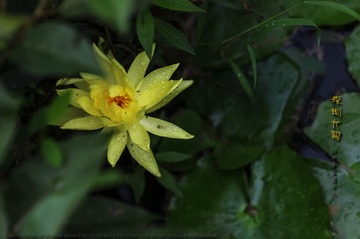 _SNR7941