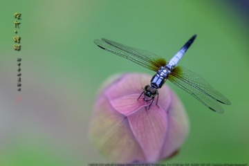_SNR9249