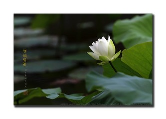 _SNR9343
