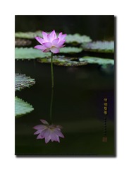 _SNR9423