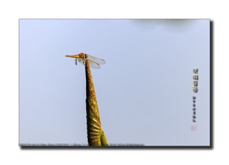 _SNR9494