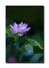 _SNR9606
