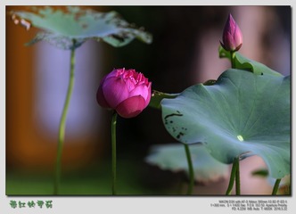 _SNR9866