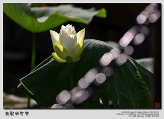 _SNR9885