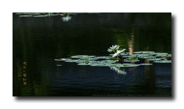 _SNR4555