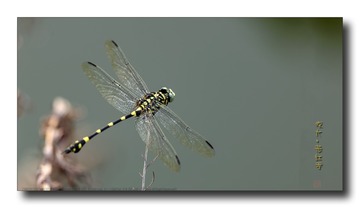 _SNR4692