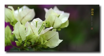 _SNR4657
