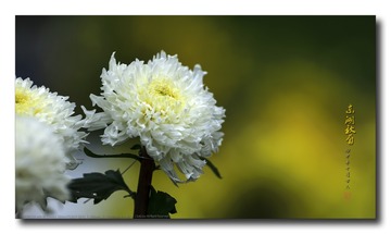 _SNR6931