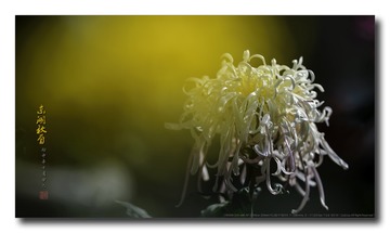 _SNR6976