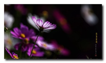 _SNR8898