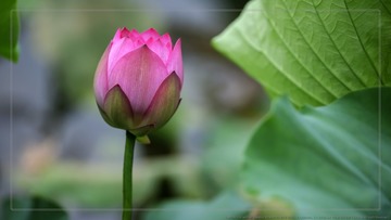 _SNR5195