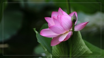 _SNR5169